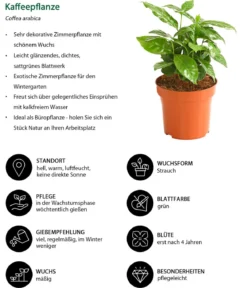 Kaffeepflanze - Coffea arabica