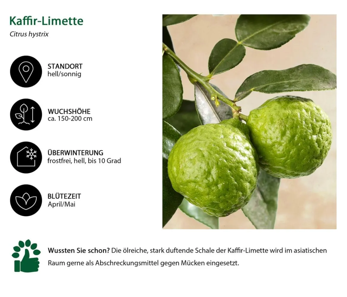 Kaffir-Limette