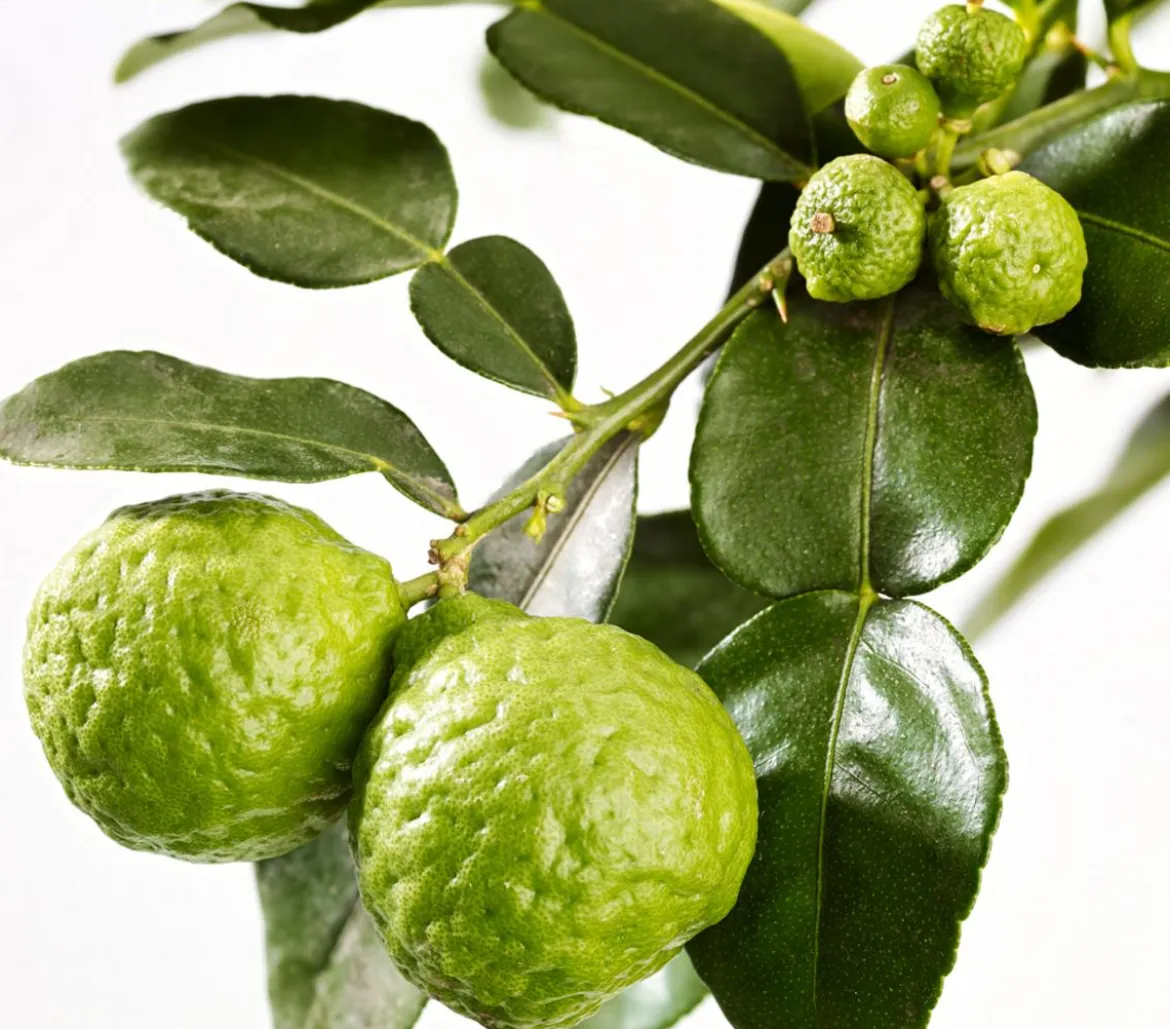 Kaffir-Limette