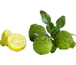 Kaffir-Limette