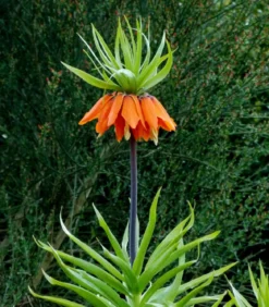Kaiserkrone