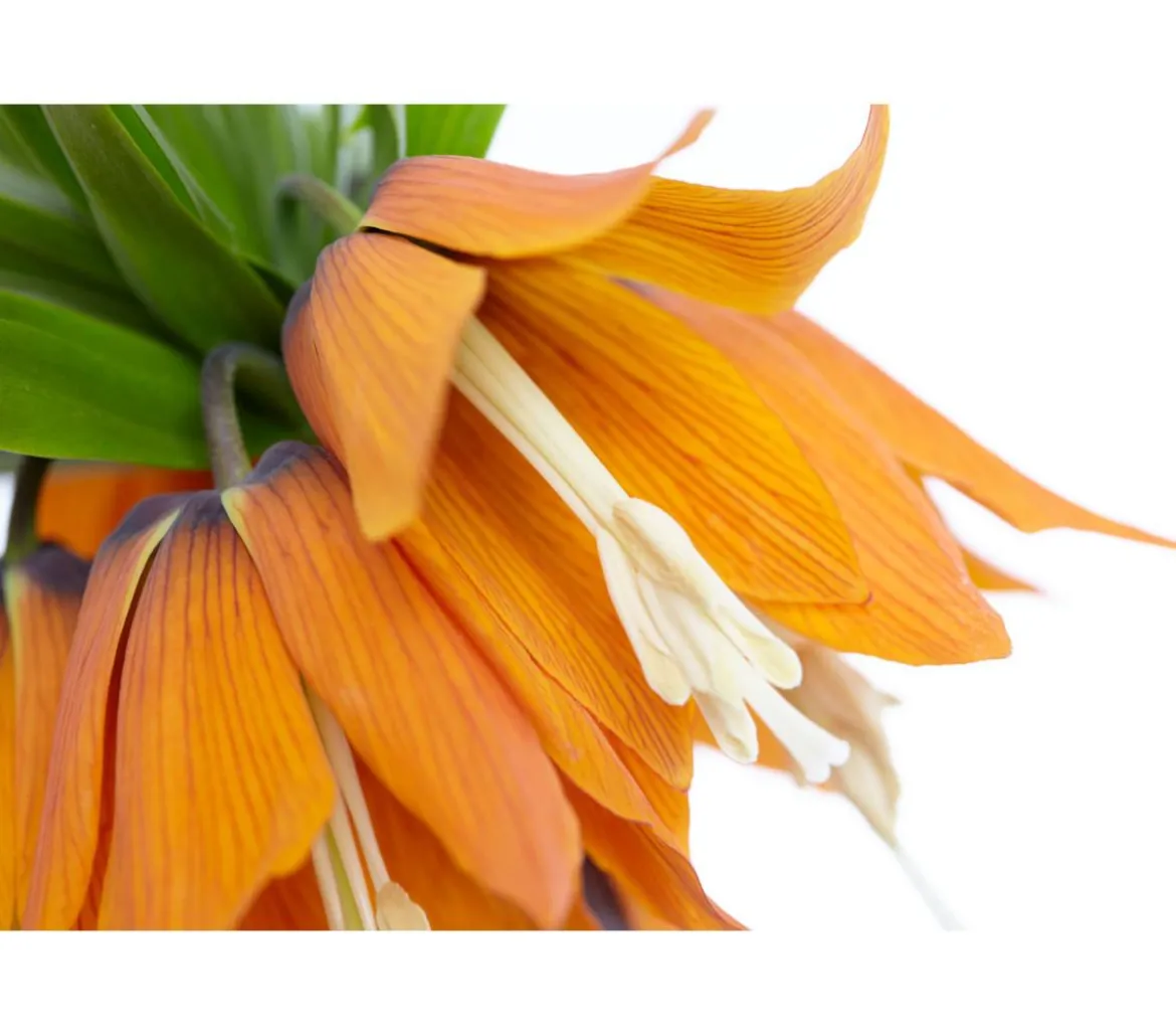 Kaiserkrone