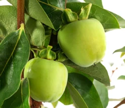 Kaki 'Ragno'