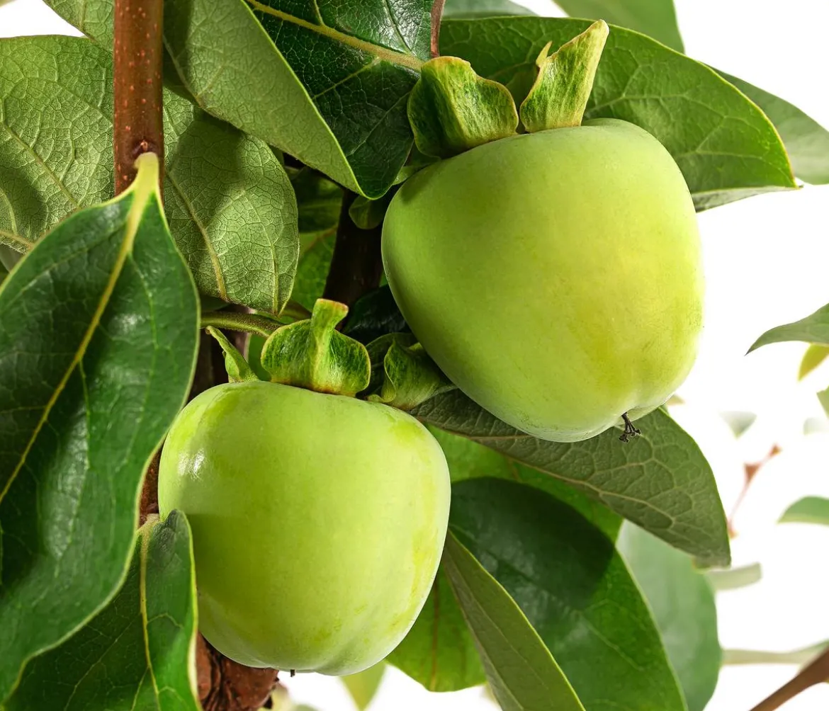 Kaki 'Ragno'