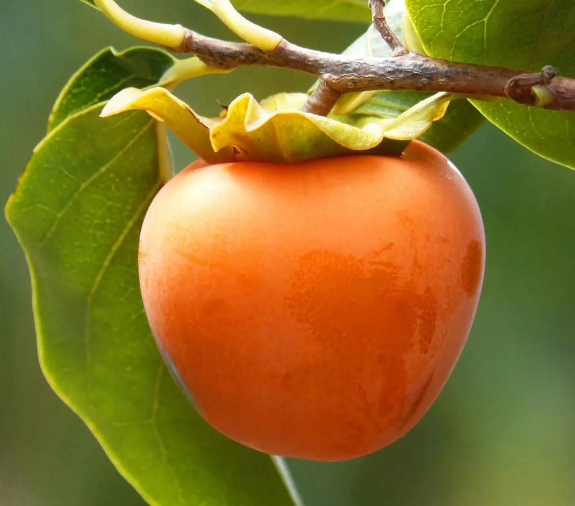 Kaki 'Ragno'