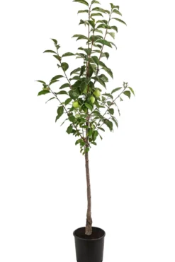 Kaki 'Ragno'