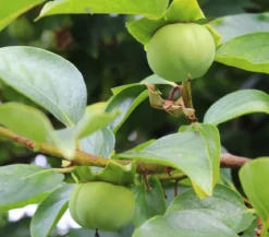 Kaki 'Rojo Brillante'