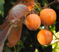 Kaki 'Rojo Brillante'