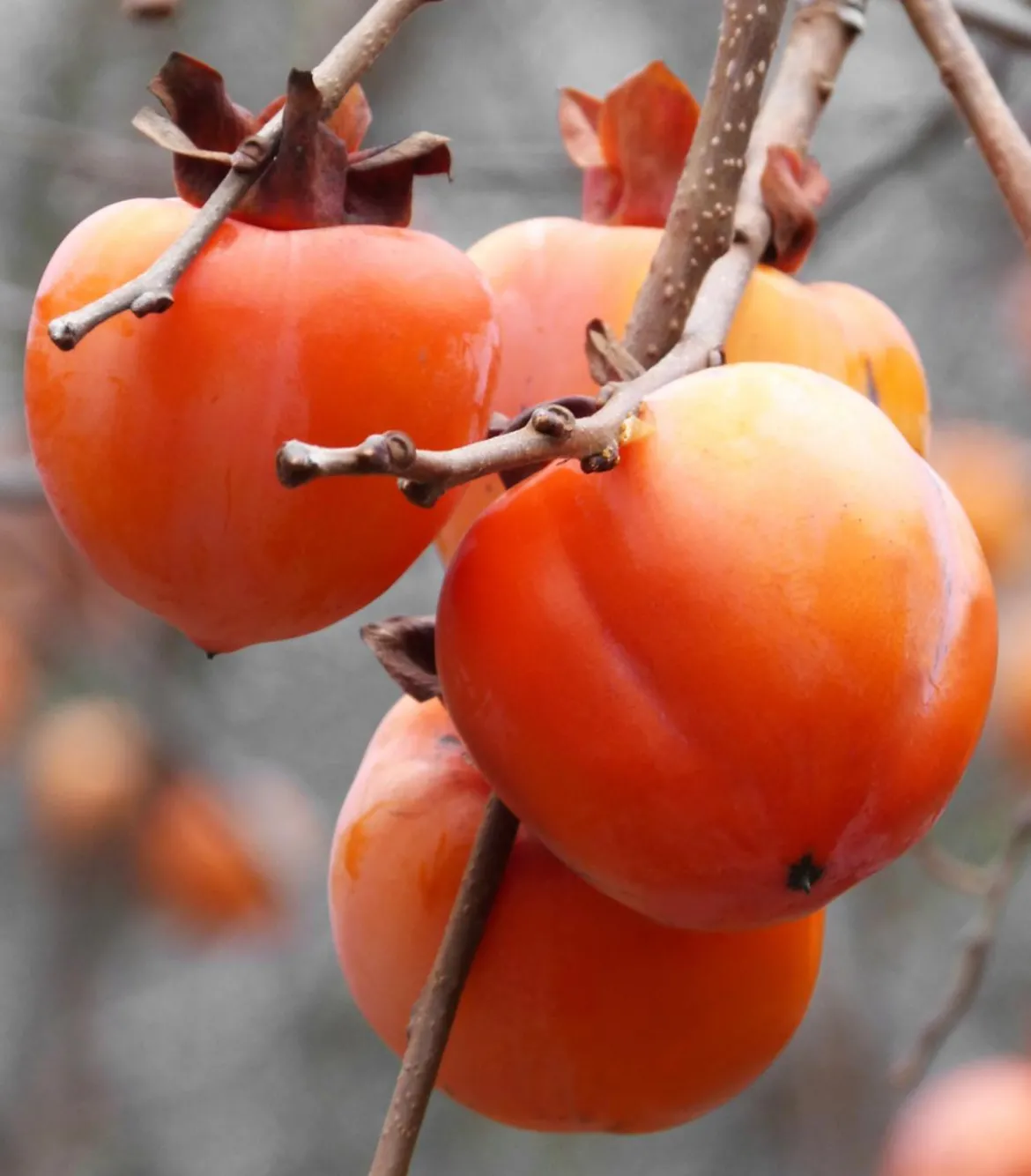 Kaki 'Rojo Brillante'