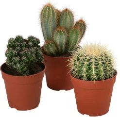 Kakteen-Set - Cactaceae, verschiedene Sorten, 3-teilig