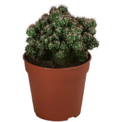 Kakteen-Set - Cactaceae, verschiedene Sorten, 3-teilig