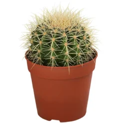 Kakteen-Set - Cactaceae, verschiedene Sorten, 3-teilig