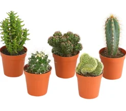Kakteen-Set - Cactaceae, verschiedene Sorten