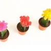 Kakteen-Set Veredelte Kakteen - Gymnocalycium Hybriden, 3-teilig