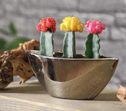 Kakteen-Set Veredelte Kakteen - Gymnocalycium Hybriden, 3-teilig