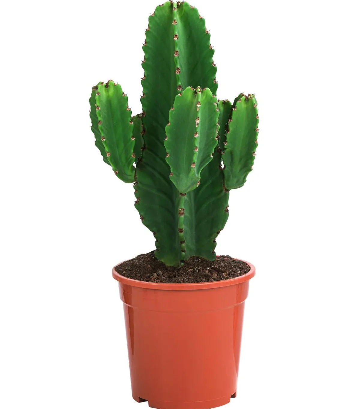 Kaktus-Wolfsmilch - Euphorbia ingens