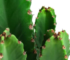 Kaktus-Wolfsmilch - Euphorbia ingens