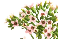 Kalanchoe - Kalanchoe 'Femini'