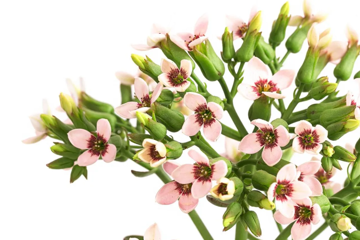 Kalanchoe - Kalanchoe 'Femini'