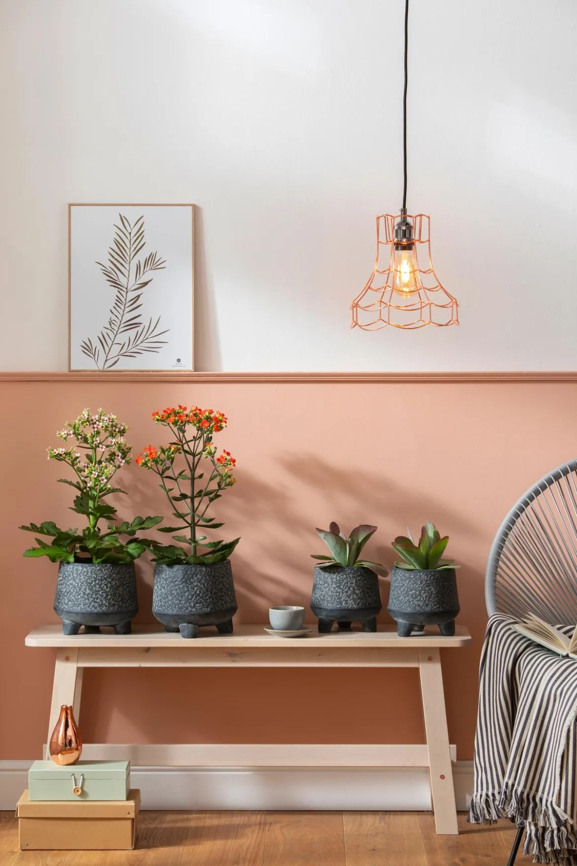 Kalanchoe - Kalanchoe 'Femini'