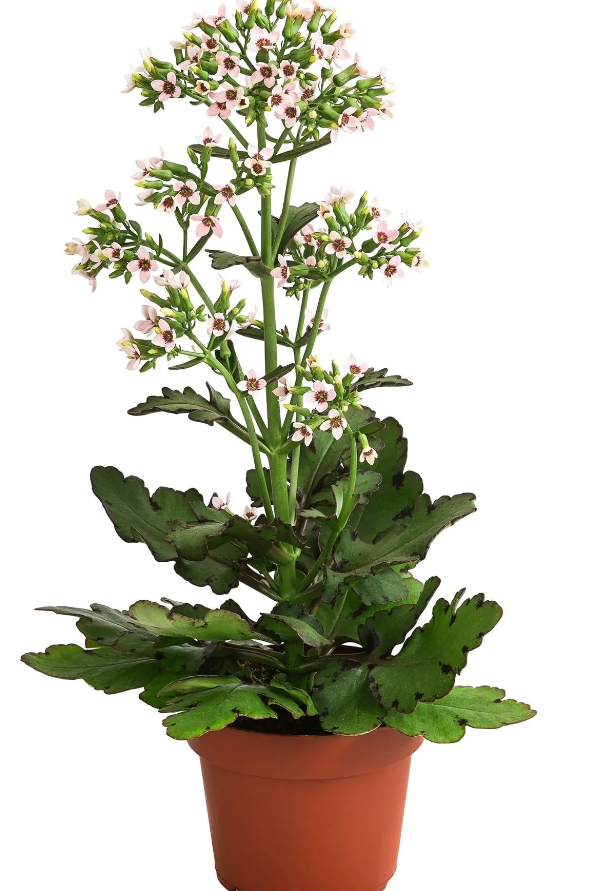 Kalanchoe - Kalanchoe 'Femini'