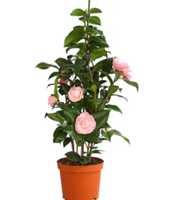 Kamelie, 3l