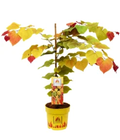 Kanadischer Judasbaum 'Eternal Flame®'