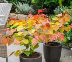 Kanadischer Judasbaum 'Eternal Flame®'
