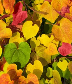Kanadischer Judasbaum 'Eternal Flame®'