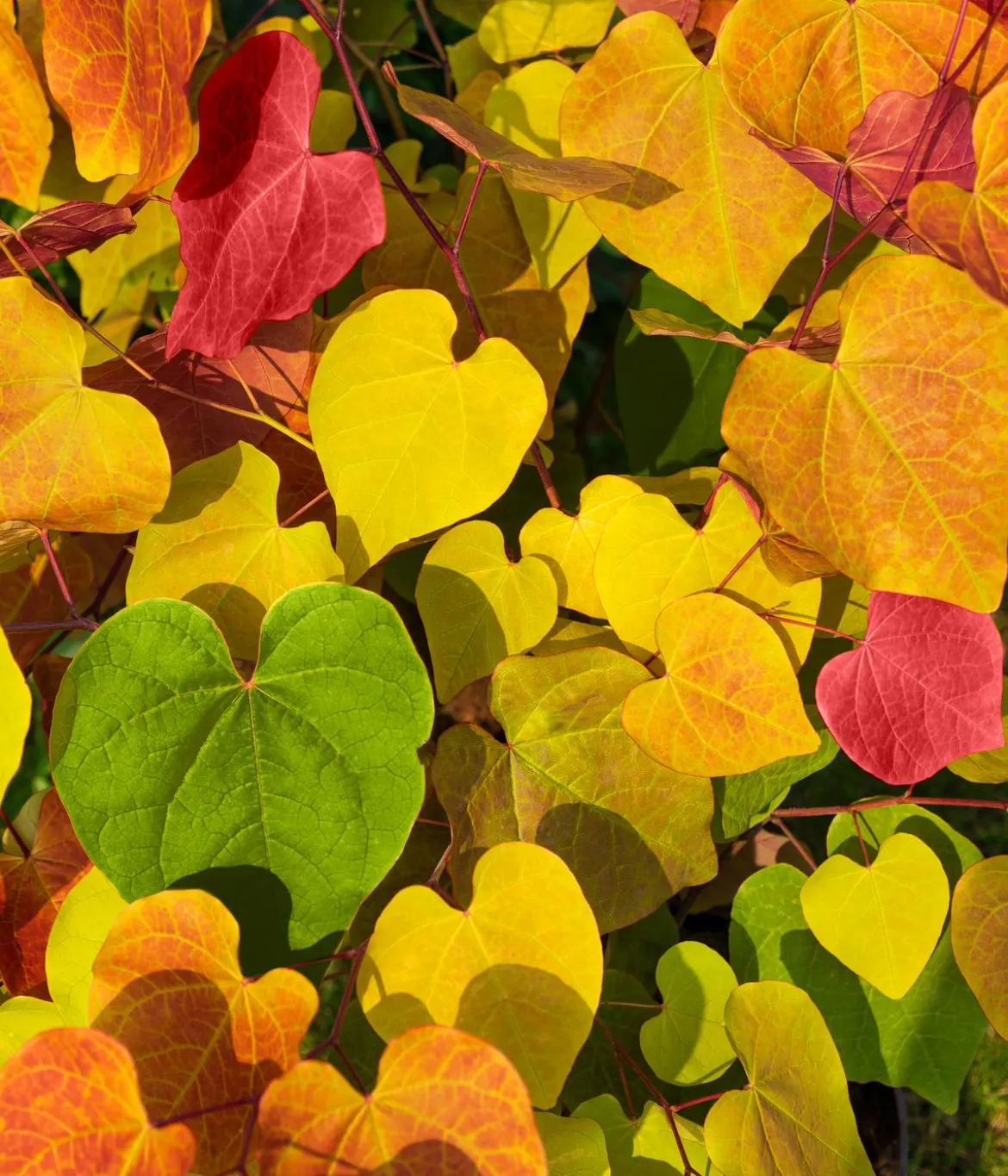 Kanadischer Judasbaum 'Eternal Flame®'