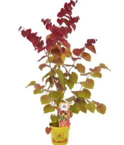 Kanadischer Judasbaum 'Eternal Flame®'