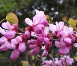 Kanadischer Judasbaum 'Eternal Flame®'