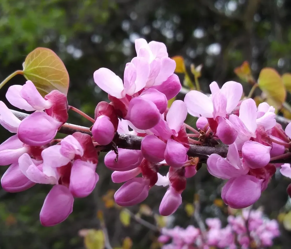 Kanadischer Judasbaum 'Eternal Flame®'