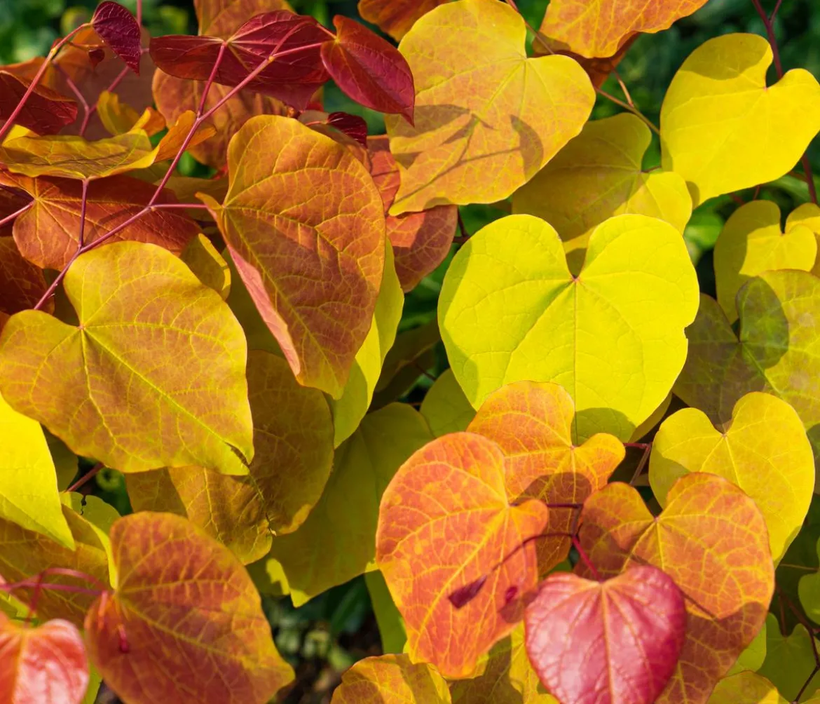 Kanadischer Judasbaum 'Eternal Flame®'