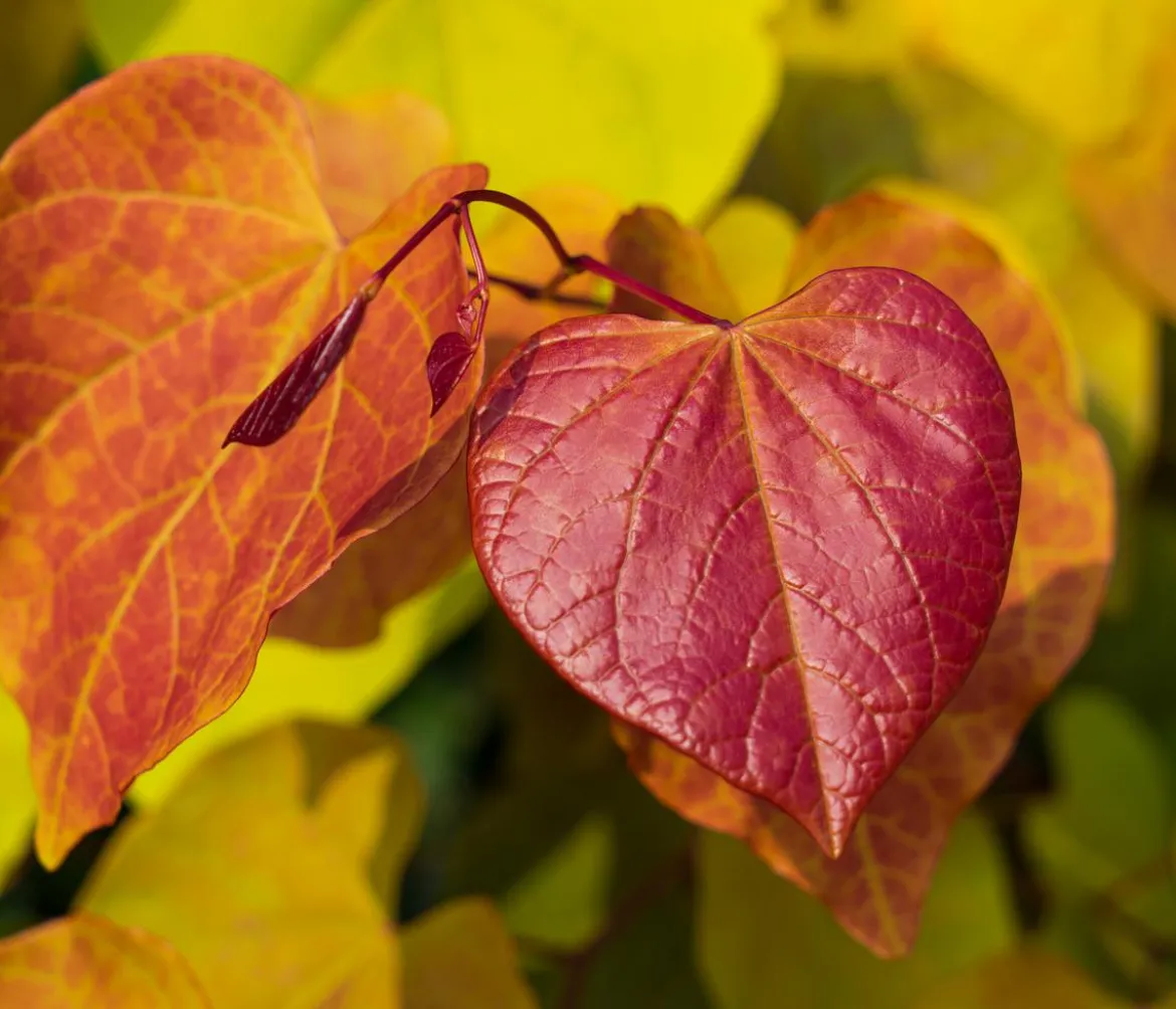 Kanadischer Judasbaum 'Eternal Flame®'