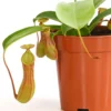 Kannenpflanze - Nepenthes