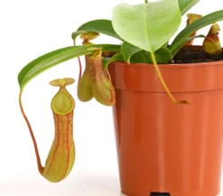 Kannenpflanze - Nepenthes