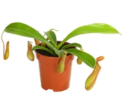 Kannenpflanze - Nepenthes