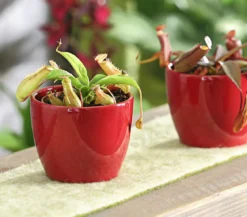 Kannenpflanze - Nepenthes