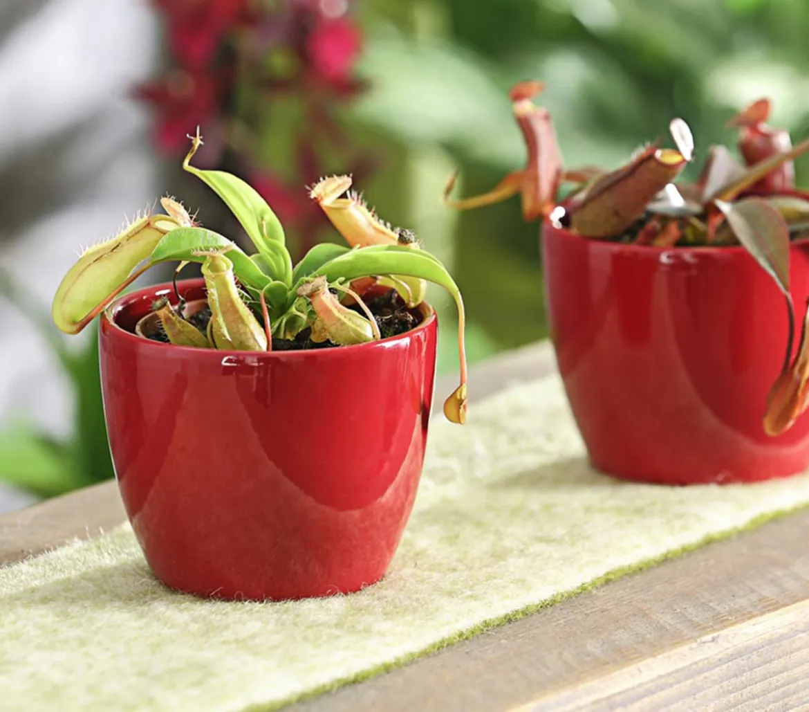 Kannenpflanze - Nepenthes