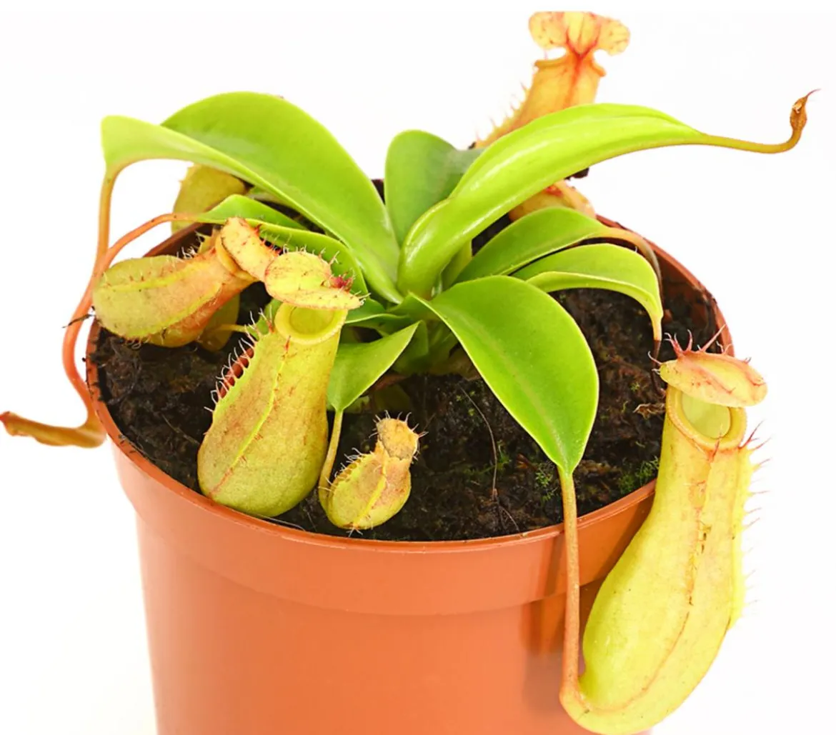Kannenpflanze - Nepenthes