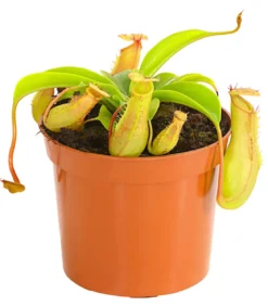 Kannenpflanze - Nepenthes