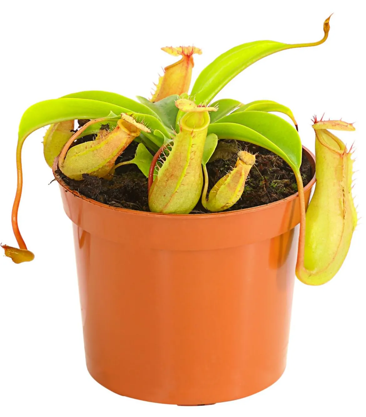 Kannenpflanze - Nepenthes