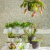 Kannenpflanze - Nepenthes alata, Ampel groß
