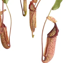 Kannenpflanze - Nepenthes alata, Ampel groß