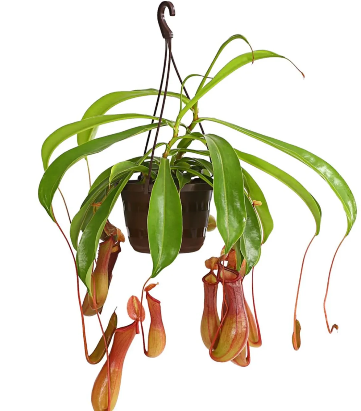 Kannenpflanze - Nepenthes alata, Ampel