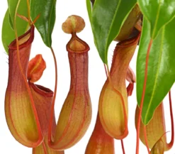 Kannenpflanze - Nepenthes alata, Ampel