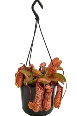 Kannenpflanze - Nepenthes 'Miranda'