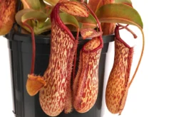 Kannenpflanze - Nepenthes 'Miranda'