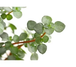 Kanonierblume - Pilea glauca